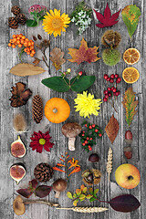 Image showing Autumn Nature Study Botanical Composition