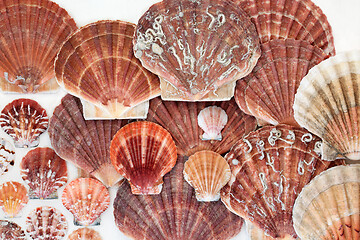 Image showing Scallop Shells Abstract Background