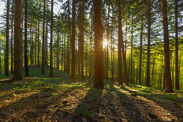 Image showing Pine forest with sun rays in spring