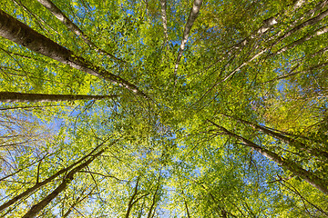 Image showing Green beech trees top in forest