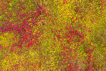 Image showing top view on red and yellow grass background