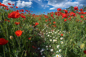 Image showing Field of poppy flowers and daisies