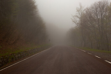 Image showing fog road in forest at morning