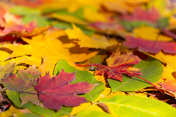 Image showing autumn colorful leaves background