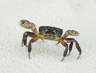 Image showing Crab with raised claws ready to attack