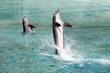 Image showing Two dolphins