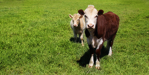 Image showing Cows on green grass