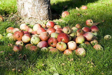 Image showing Apple on grass