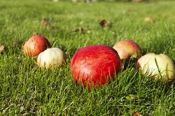 Image showing Apple on grass