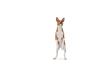 Image showing Studio shot of Basenji dog isolated on white studio background