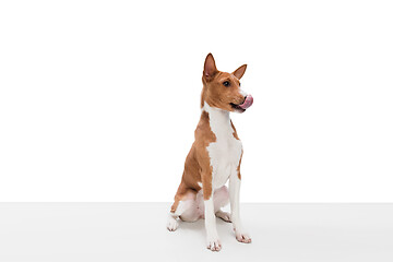 Image showing Studio shot of Basenji dog isolated on white studio background