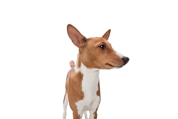 Image showing Studio shot of Basenji dog isolated on white studio background