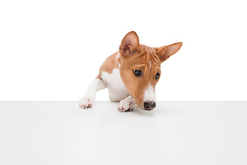 Image showing Studio shot of Basenji dog isolated on white studio background