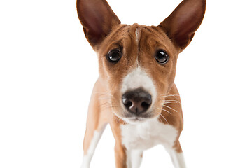 Image showing Studio shot of Basenji dog isolated on white studio background