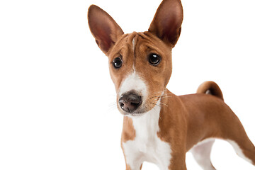 Image showing Studio shot of Basenji dog isolated on white studio background