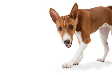 Image showing Studio shot of Basenji dog isolated on white studio background