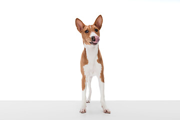 Image showing Studio shot of Basenji dog isolated on white studio background