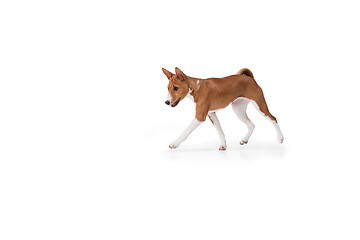 Image showing Studio shot of Basenji dog isolated on white studio background