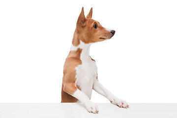 Image showing Studio shot of Basenji dog isolated on white studio background