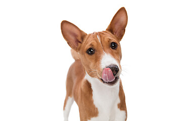 Image showing Studio shot of Basenji dog isolated on white studio background