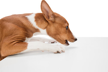 Image showing Studio shot of Basenji dog isolated on white studio background