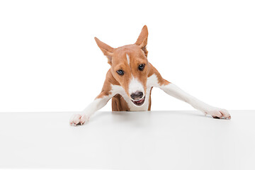 Image showing Studio shot of Basenji dog isolated on white studio background