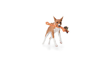 Image showing Studio shot of Basenji dog isolated on white studio background