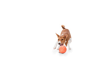 Image showing Studio shot of Basenji dog isolated on white studio background