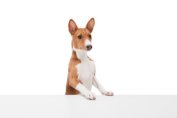 Image showing Studio shot of Basenji dog isolated on white studio background