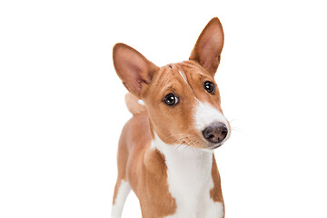 Image showing Studio shot of Basenji dog isolated on white studio background