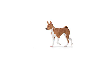 Image showing Studio shot of Basenji dog isolated on white studio background