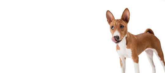 Image showing Studio shot of Basenji dog isolated on white studio background