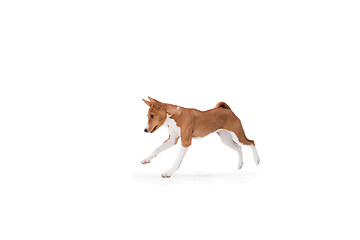 Image showing Studio shot of Basenji dog isolated on white studio background