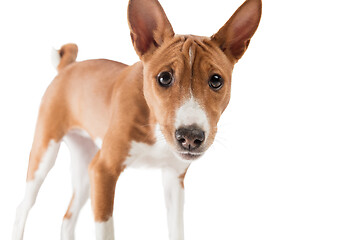 Image showing Studio shot of Basenji dog isolated on white studio background