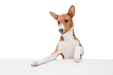 Image showing Studio shot of Basenji dog isolated on white studio background