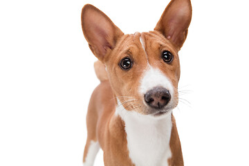 Image showing Studio shot of Basenji dog isolated on white studio background