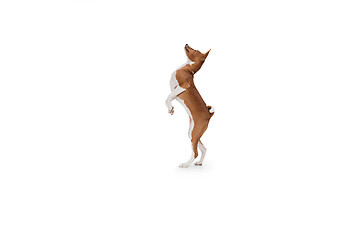 Image showing Studio shot of Basenji dog isolated on white studio background