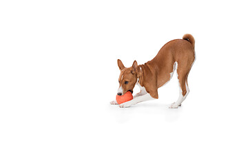 Image showing Studio shot of Basenji dog isolated on white studio background