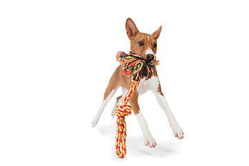 Image showing Studio shot of Basenji dog isolated on white studio background