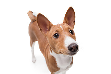 Image showing Studio shot of Basenji dog isolated on white studio background