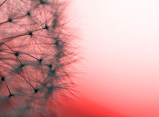 Image showing close up of Dandelion abstract color in sunset