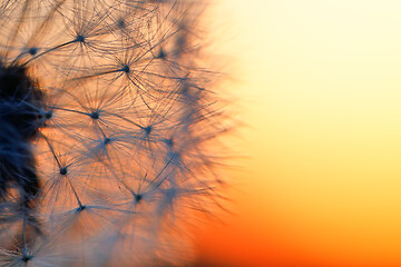 Image showing close up of Dandelion abstract color in sunset