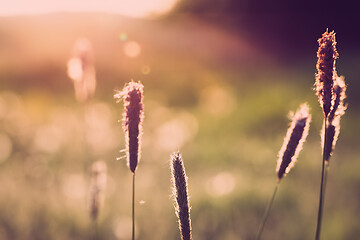 Image showing spring background with grass on meadow