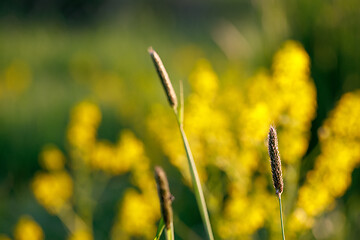 Image showing spring background with grass on meadow