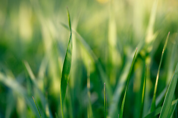 Image showing spring background with grass on meadow