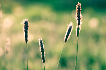 Image showing spring background with grass on meadow