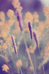 Image showing spring background with grass on meadow