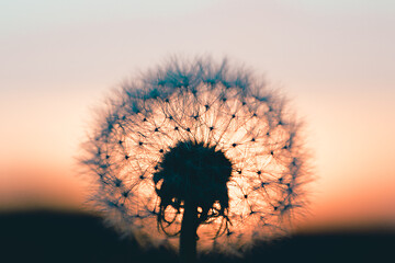 Image showing close up of Dandelion abstract color in sunset