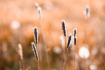 Image showing spring background with grass on meadow