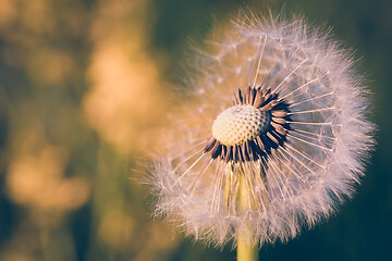 Image showing close up of Dandelion, spring abstract color background